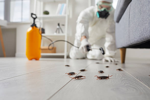 Trusted Cockroach Control service in Robie Creek, ID - Nex Pest Control